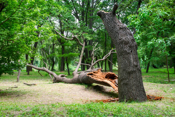 How Our Tree Care Process Works  in  Avoca, IA