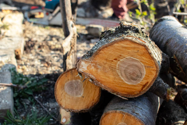 Best Firewood Processing and Delivery  in Avoca, IA