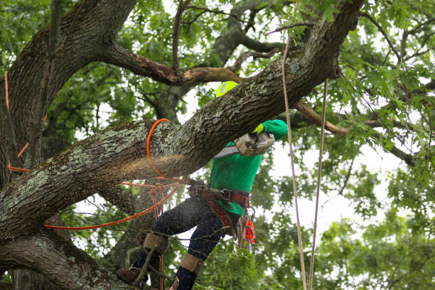 Best Tree Disease Treatment  in Avoca, IA