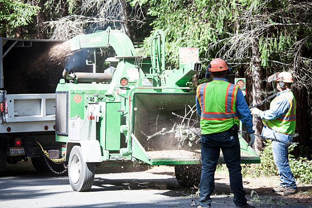 Best Palm Tree Trimming  in Avoca, IA