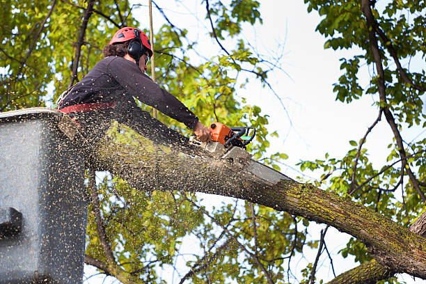 Best Tree Cabling and Bracing  in Avoca, IA