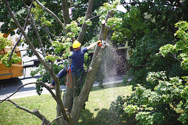 Best Stump Grinding and Removal  in Avoca, IA