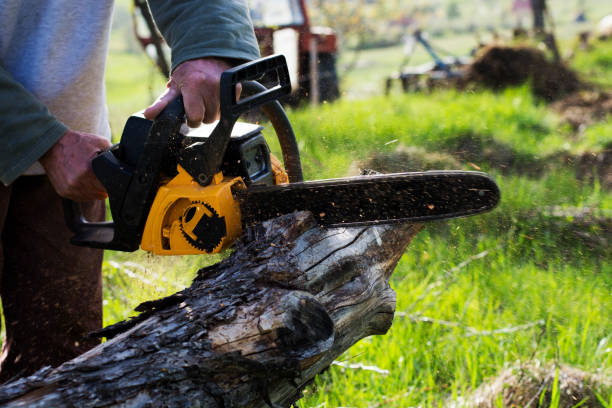 Best Leaf Removal  in Avoca, IA